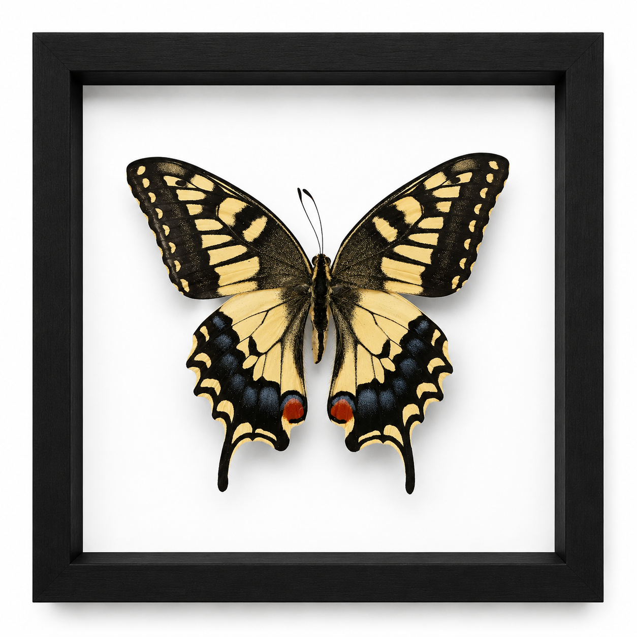 Specimen No. 02 — Old World Swallowtail