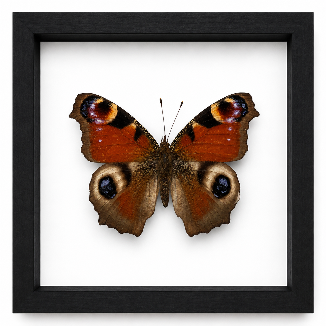 Specimen No. 03 — European Peacock Butterfly