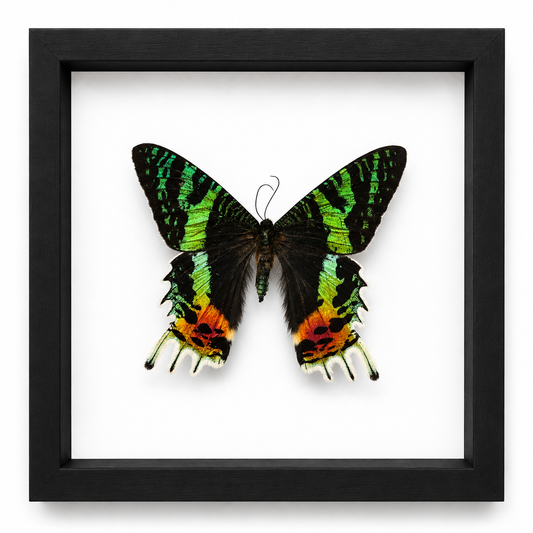Specimen No. 01 — Madagascan Sunset Moth