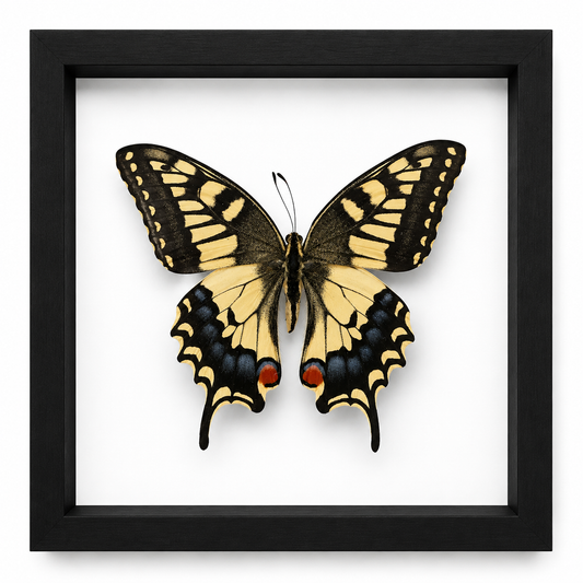 Specimen No. 02 — Old World Swallowtail