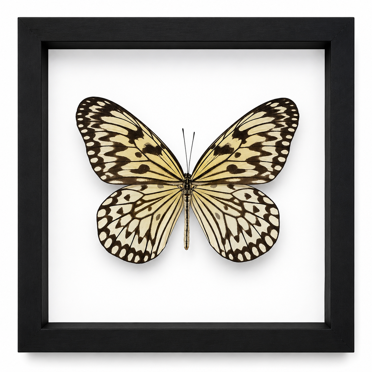 Specimen No. 04 — Paper Kite Butterfly