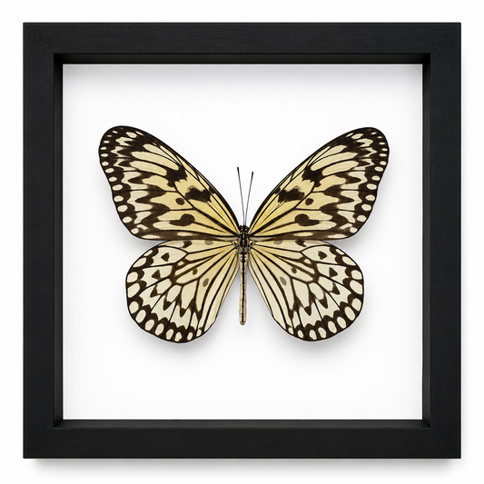 Specimen No. 04 — Paper Kite Butterfly