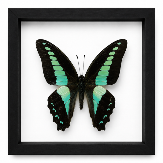 Specimen No. 05 — Green-banded Swallowtail