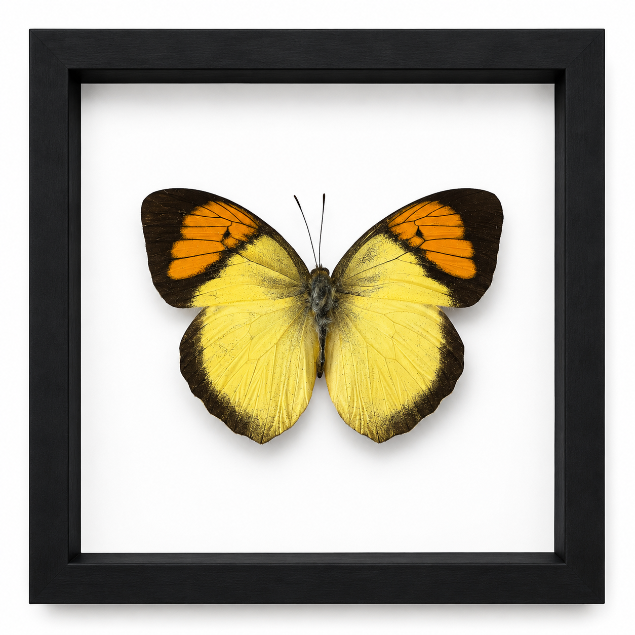 Specimen No. 06 — Great Orange-tip Butterfly