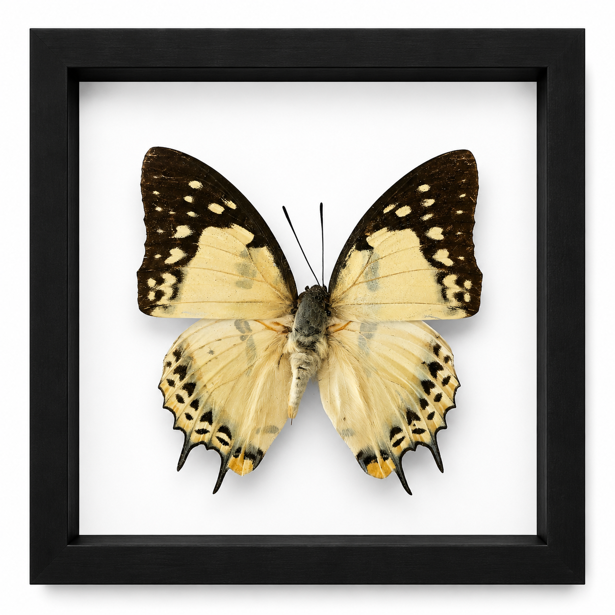 Specimen No. 07 — Mocker Swallowtail