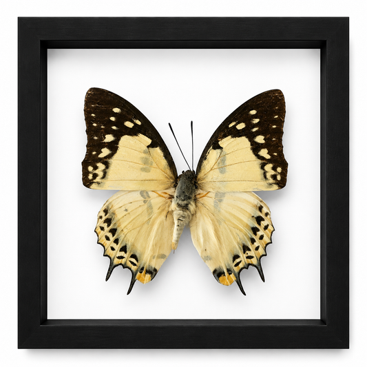 Specimen No. 07 — Mocker Swallowtail
