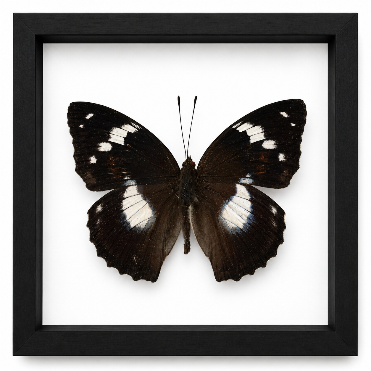 Specimen No. 08 — Great Eggfly Butterfly