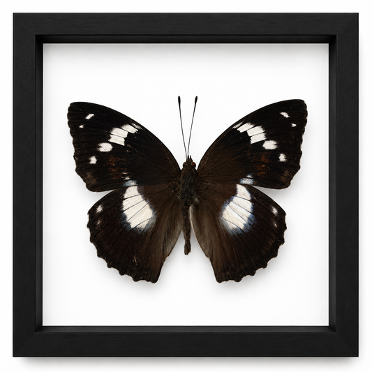 Specimen No. 08 — Great Eggfly Butterfly