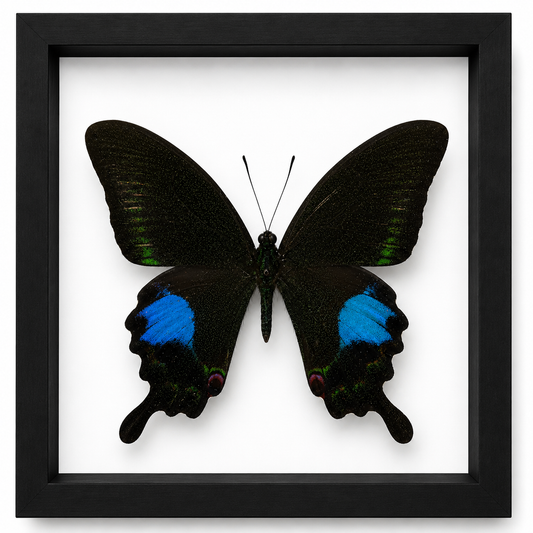 Specimen No. 09 — Paris Peacock Swallowtail