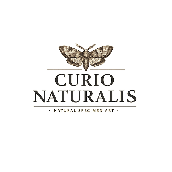 Curio Naturalis